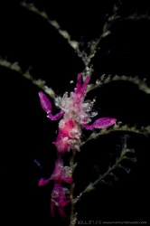 P I N K - M A M A 
Skeleton shrimps with baby (Caprellid... by Irwin Ang 